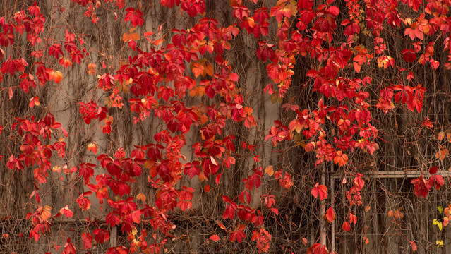 秋季红叶背景墙