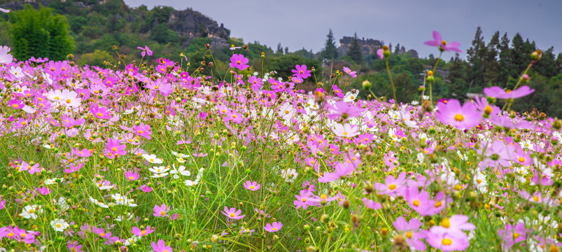 波斯菊花海