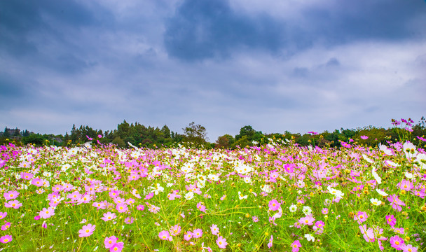 波斯菊花海