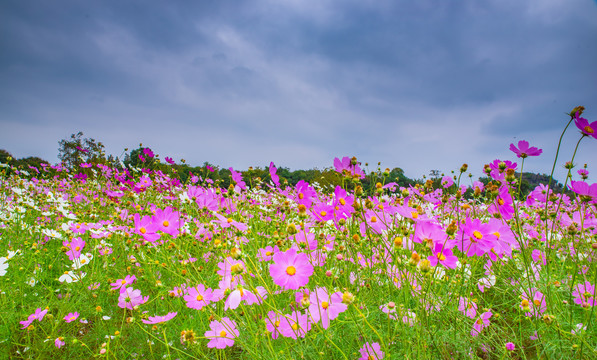 格桑花花海