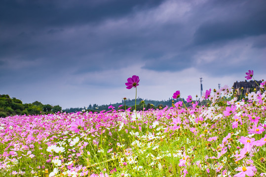 格桑花花海