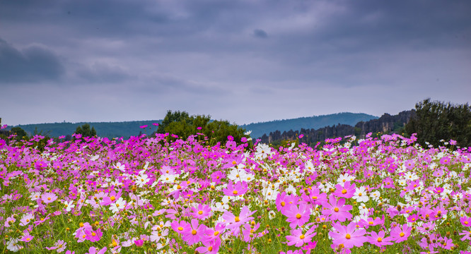 波斯菊花海