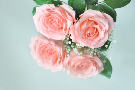 两朵粉色玫瑰花