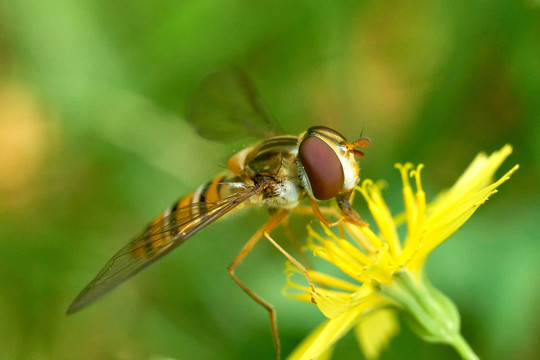 落在黄色花朵上的食蚜蝇