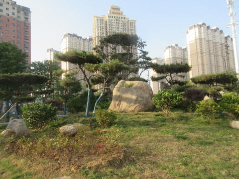 景观造型树