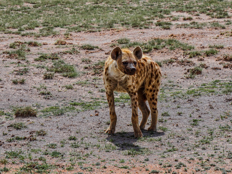 非洲鬣狗