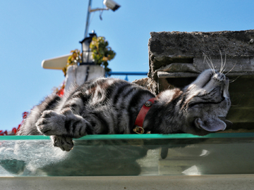 阳台上晒太阳的猫