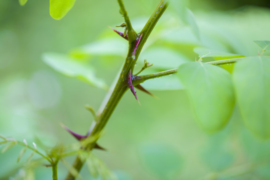 森林植被