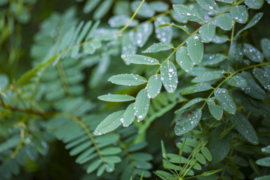 植物灌木丛林