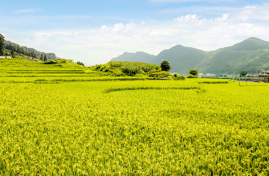 稻田