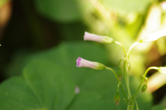 粉色喇叭花野花