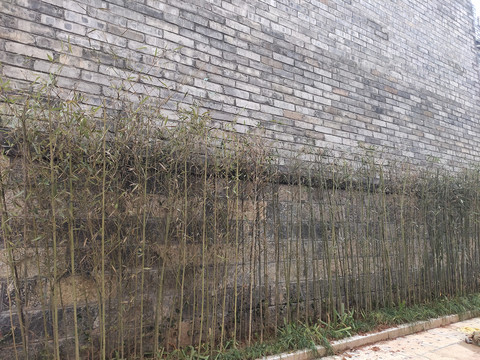 青砖墙与竹子