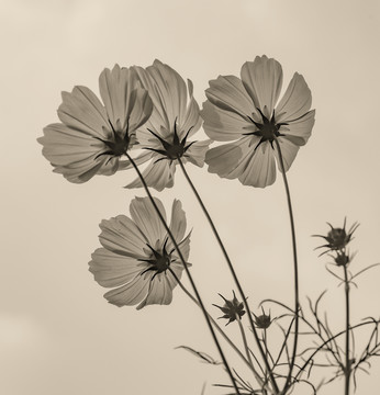 格桑花