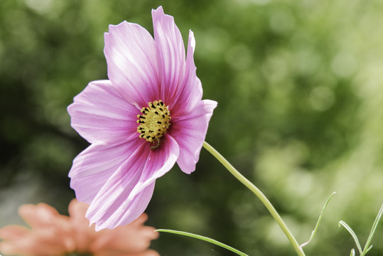 格桑花