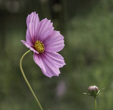 格桑花