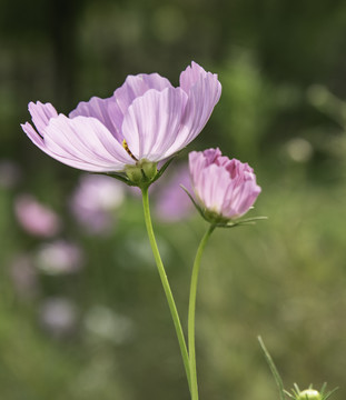 格桑花