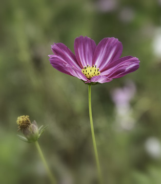 格桑花