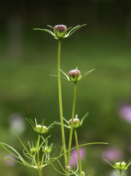 格桑花