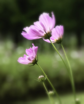格桑花