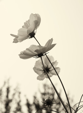 格桑花