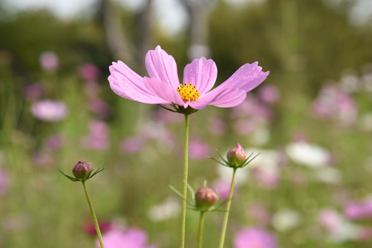 格桑花