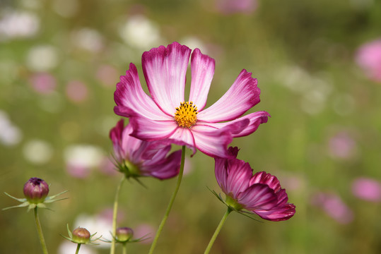 格桑花