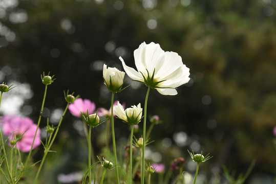 格桑花