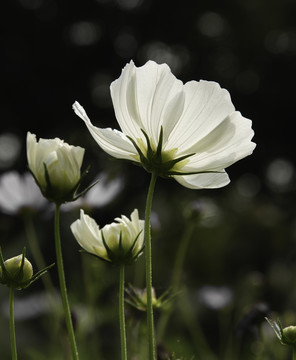 格桑花