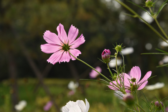 格桑花