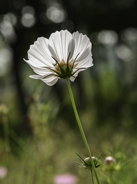 格桑花
