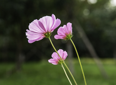 格桑花