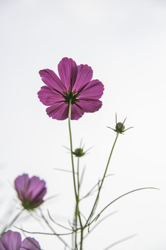 格桑花