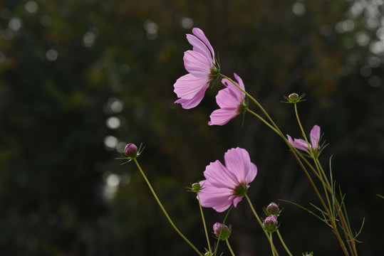格桑花