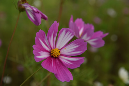 格桑花