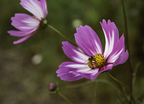 格桑花