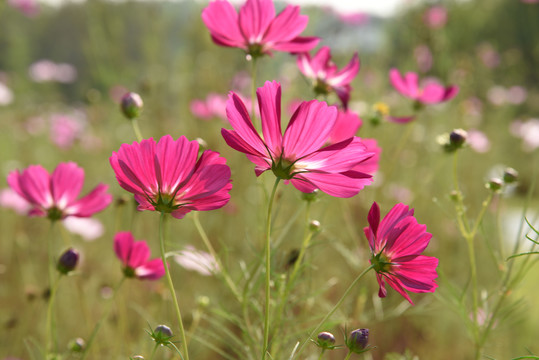 格桑花