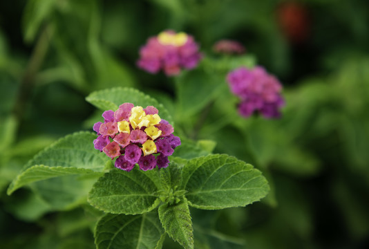 小花