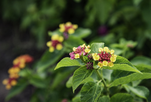 小花
