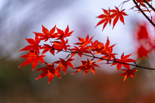 枫叶知秋