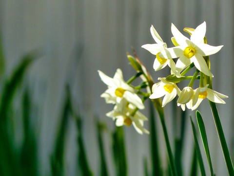 水仙花