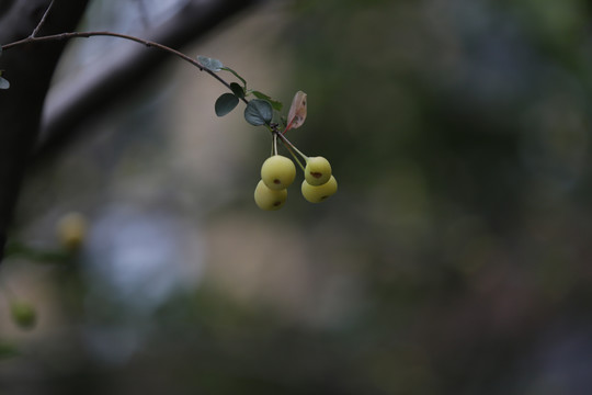 野果