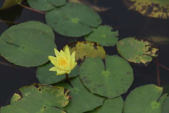 睡莲花