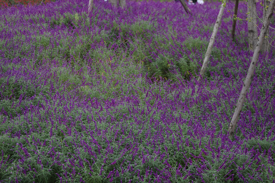 紫萝兰