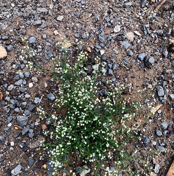 银胶菊