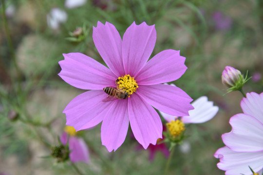 格桑花