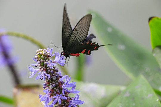 蝶恋花