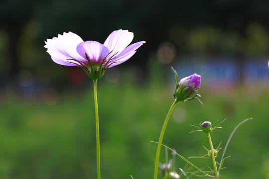 格桑花