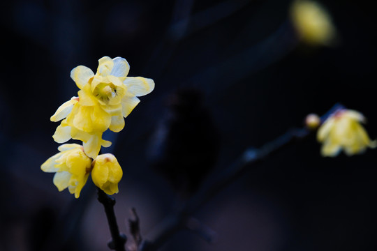 腊梅花开