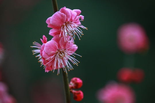 高清桃花盛开