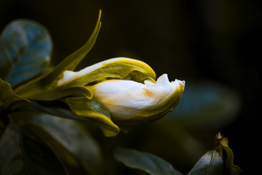 栀子花开了